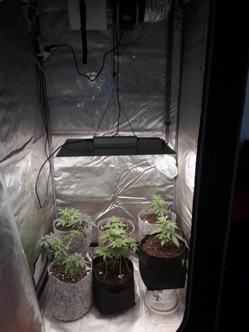 First Indoor Grow. Week 2