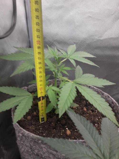 First Indoor Grow. Week 4 - Auto Ultimate