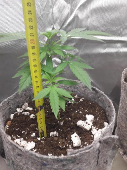 First Indoor Grow. Week 4 - Auto Lemon Kix