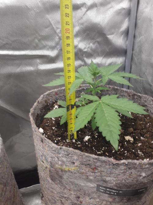 First Indoor Grow. Week 4 - Auto Ultimate