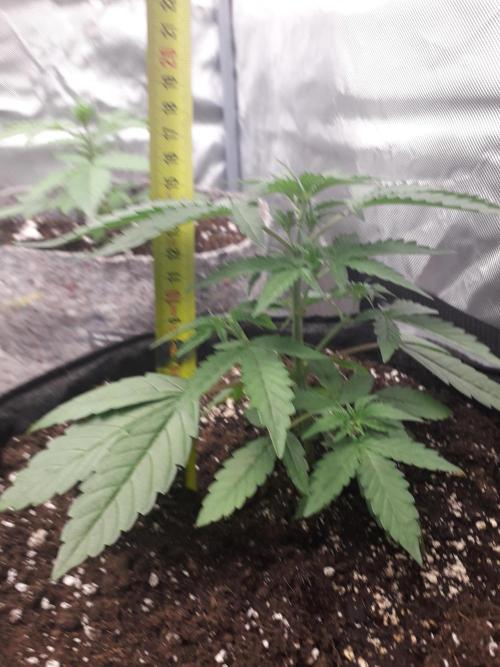 First Indoor Grow. Week 4 - Auto Ultimate