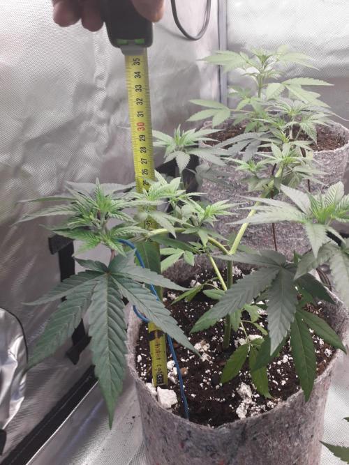 First Indoor Grow. Week 4 - Runtz x Layer Cake Fem - Barney's Farm