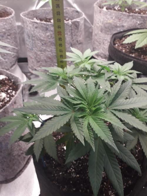First Indoor Grow. Week 4 - Big Bud