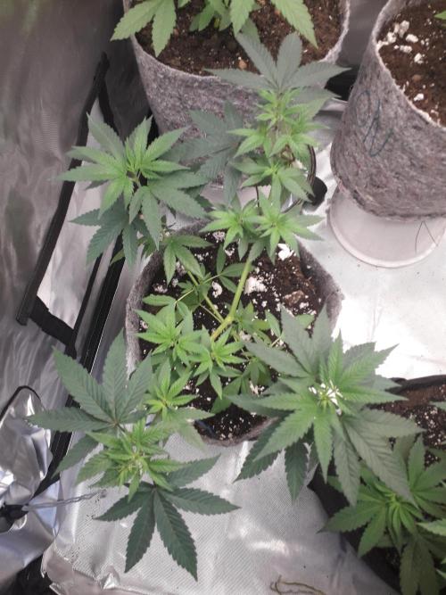 First Indoor Grow. Week 4 - Runtz x Layer Cake Fem - Barney's Farm