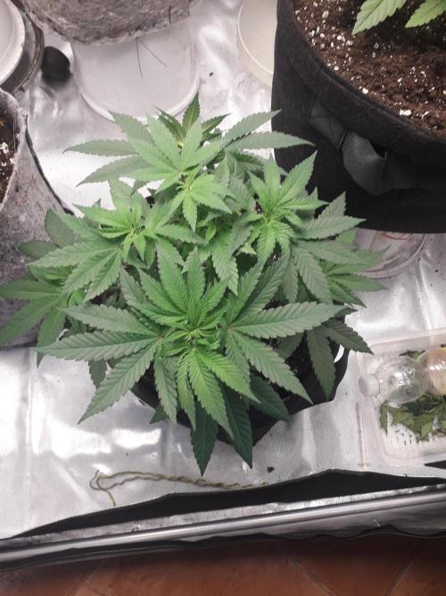 First Indoor Grow. Week 4 - Big Bud