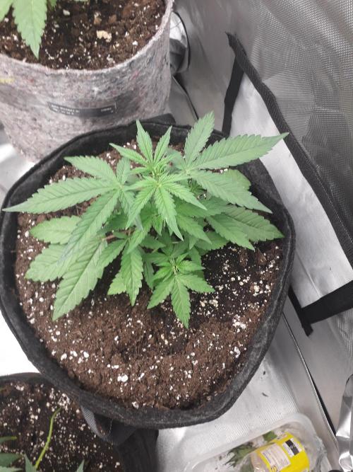 First Indoor Grow. Week 4 - Auto Ultimate