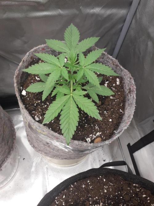 First Indoor Grow. Week 4 - Auto Ultimate