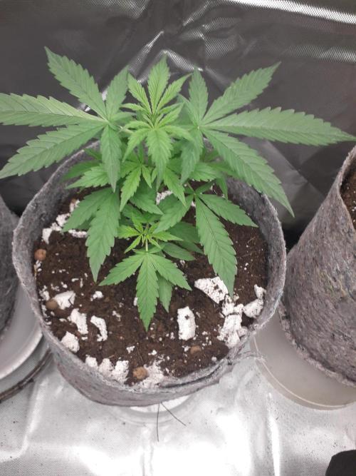 First Indoor Grow. Week 4 - Auto Lemon Kix