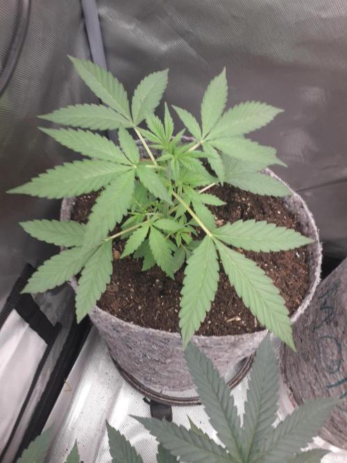 First Indoor Grow. Week 4 - Auto Ultimate