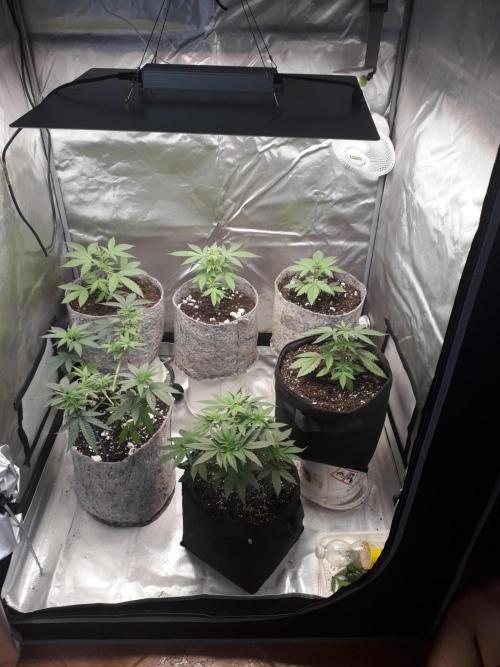 First Indoor Grow. Week 4