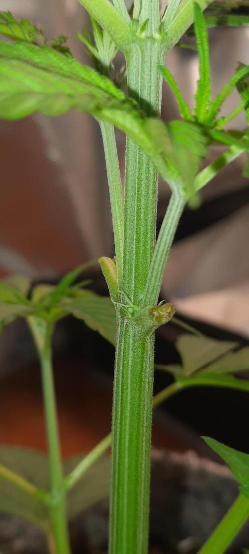 First Indoor Grow. Week 5 - Auto Ultimate