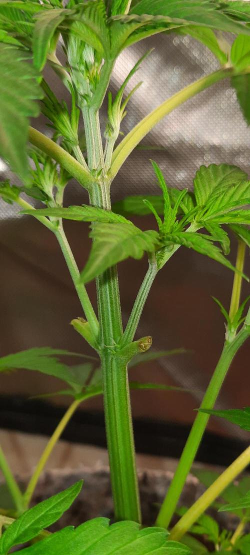First Indoor Grow. Week 5 - Auto Ultimate