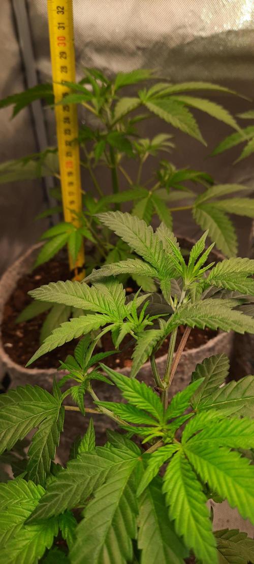 First Indoor Grow. Week 5 - Auto Ultimate