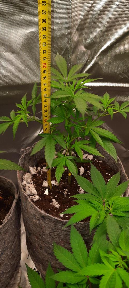 First Indoor Grow. Week 5 - Lemon Kix