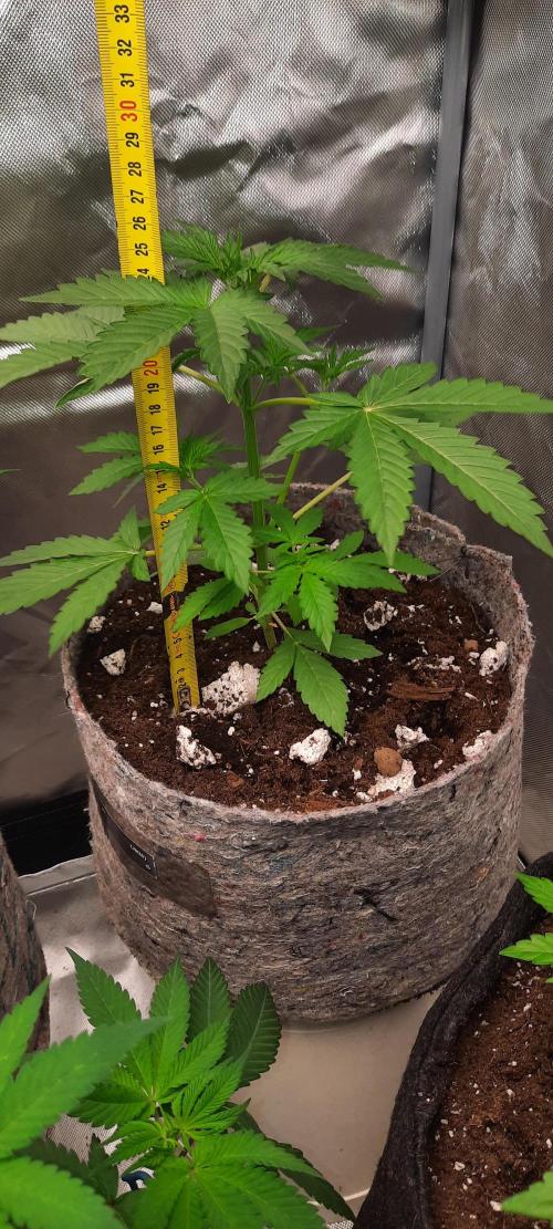 First Indoor Grow. Week 5 - Auto Ultimate
