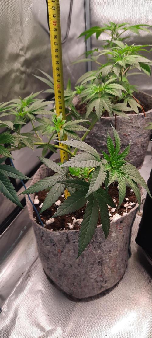 First Indoor Grow. Week 5 - Runtz × Layer Cake