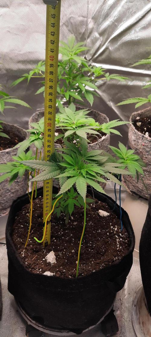 First Indoor Grow. Week 5 - Big Bud
