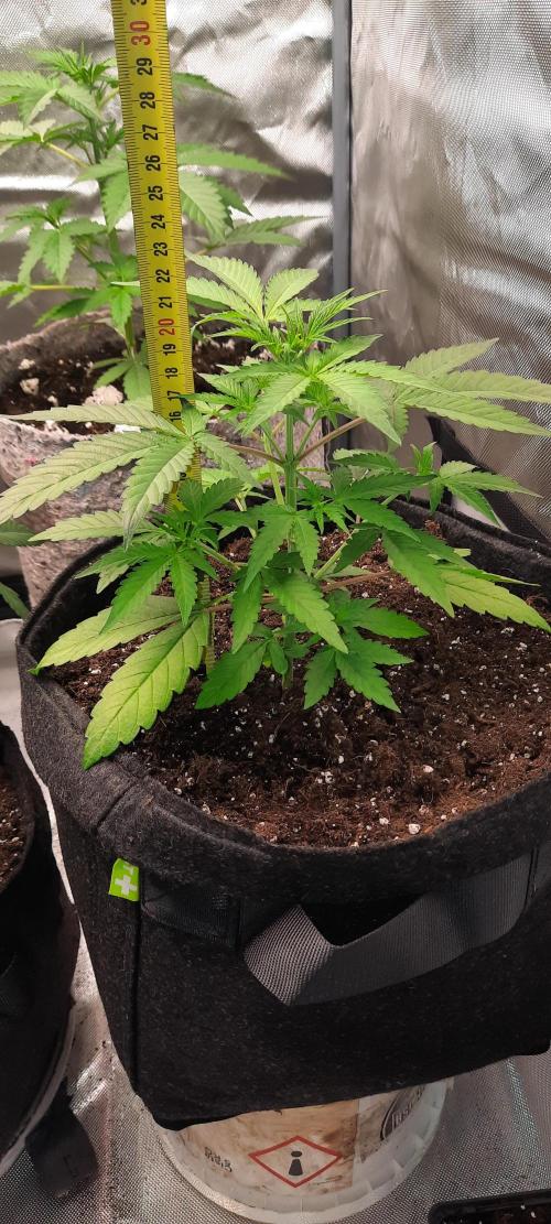 First Indoor Grow. Week 5 - Auto Ultimate