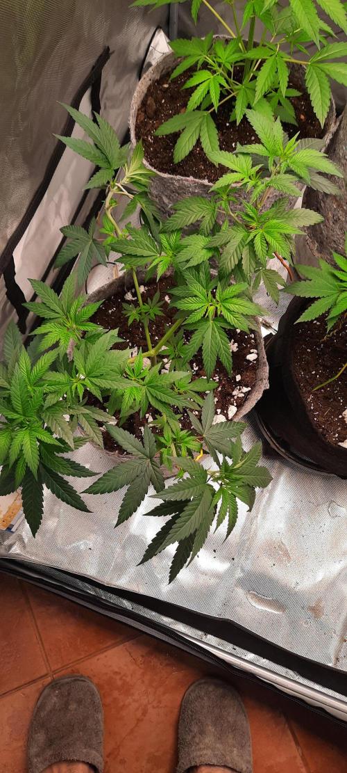 First Indoor Grow. Week 5 - Runtz × Layer Cake