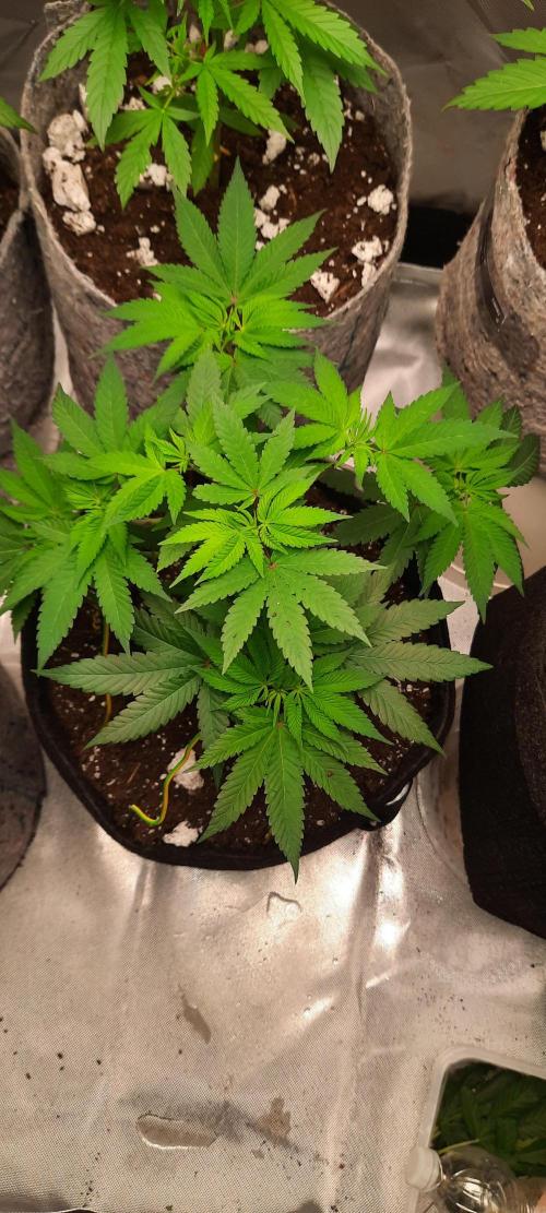 First Indoor Grow. Week 5 - Big Bud