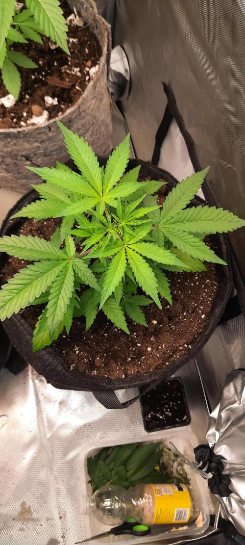 First Indoor Grow. Week 5 - Auto Ultimate