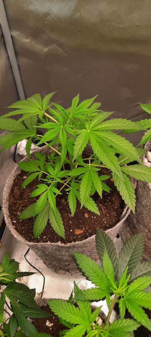 First Indoor Grow. Week 5 - Auto Ultimate