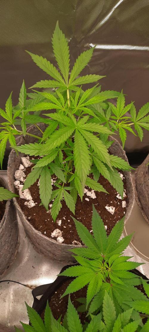 First Indoor Grow. Week 5 - Lemon Kix