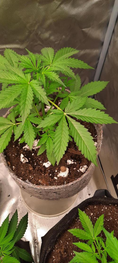 First Indoor Grow. Week 5 - Auto Ultimate