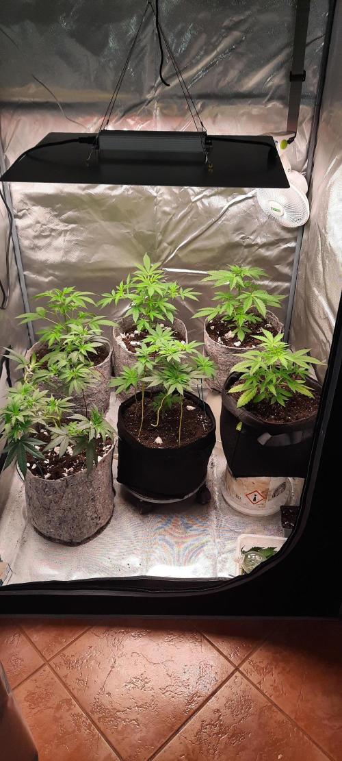 First Indoor Grow. Week 5 - Full tent view at the start of Week 5.