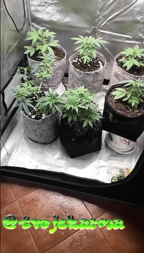 First Indoor Grow