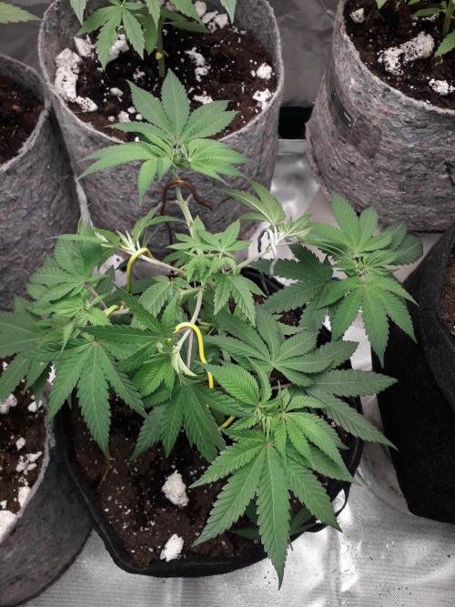 First Indoor Grow. Week 5 - Runtz × Layer Cake