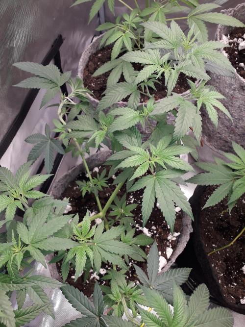 First Indoor Grow. Week 5 - Runtz × Layer Cake