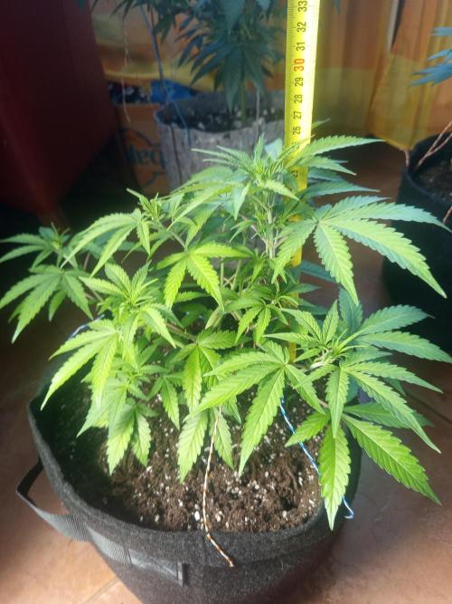 First Indoor Grow. Week 6 - Auto Ultimate