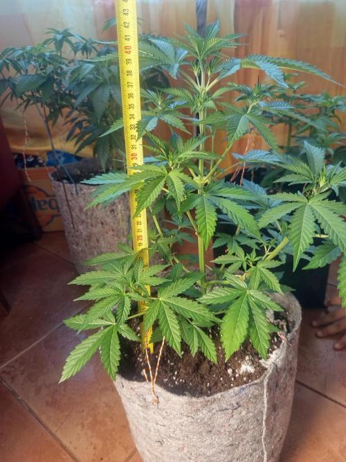 First Indoor Grow. Week 6 - Auto Ultimate