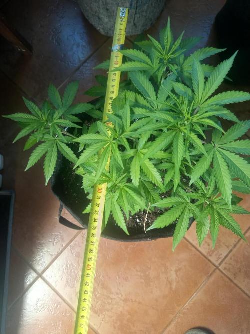 First Indoor Grow. Week 6 - Auto Ultimate