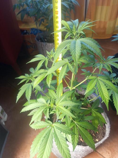 First Indoor Grow. Week 6 - Auto Ultimate