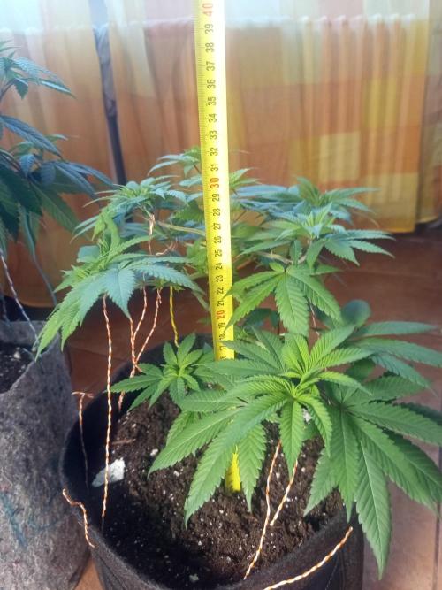 First Indoor Grow. Week 6 - Big Bud