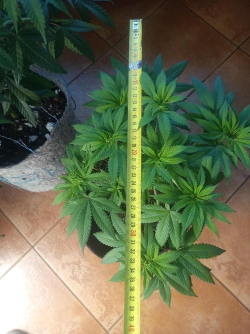First Indoor Grow. Week 6 - Big Bud