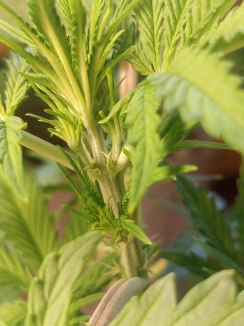 First Indoor Grow. Week 6 - Auto Ultimate