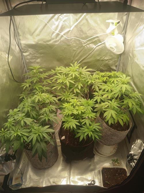 First Indoor Grow. Week 6 - Current tent layout. Raised the shorter photoperiods and the healing Auto Ultima