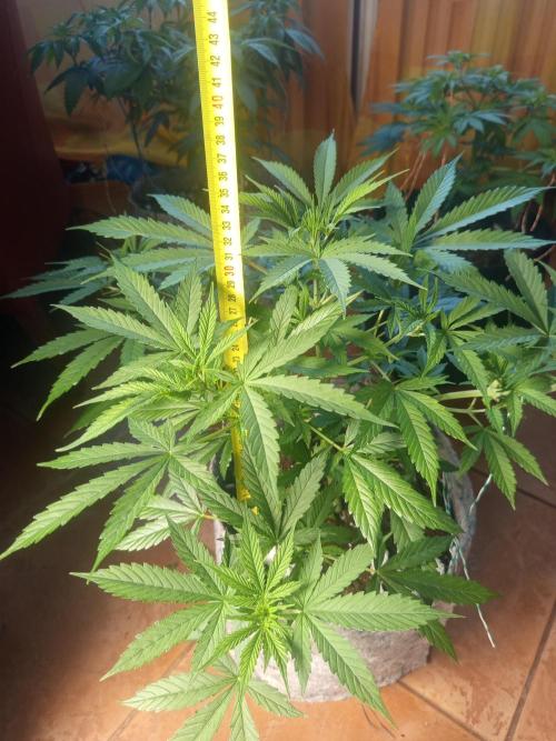 First Indoor Grow. Week 6 - Auto Lemon Kix