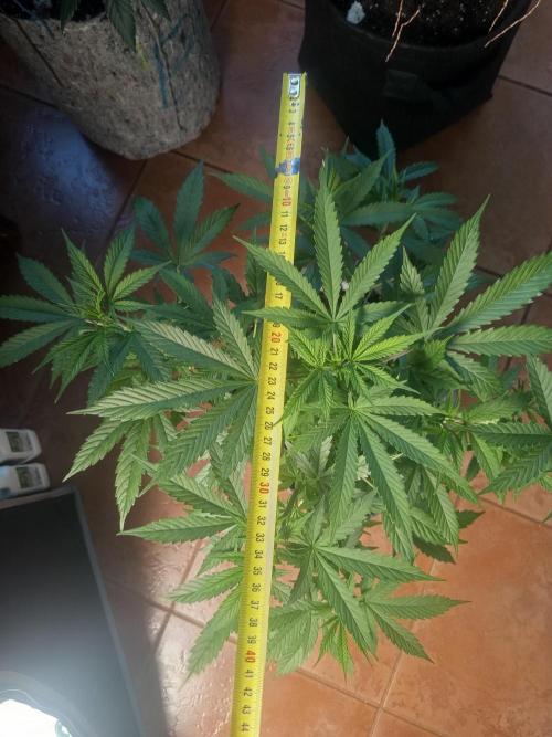 First Indoor Grow. Week 6 - Auto Ultimate