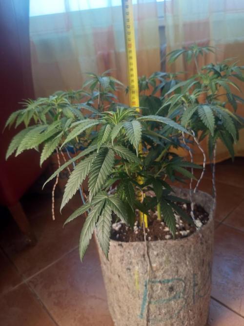 First Indoor Grow. Week 6 - Runtz x Layer Cake
