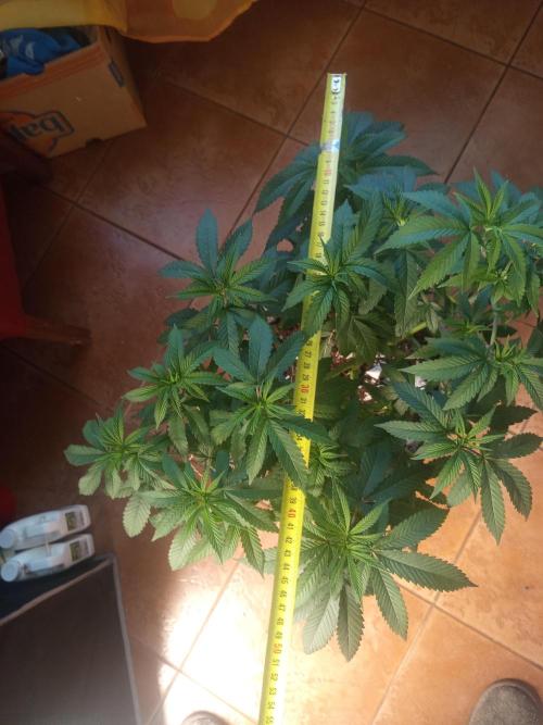 First Indoor Grow. Week 6 - Runtz x Layer Cake
