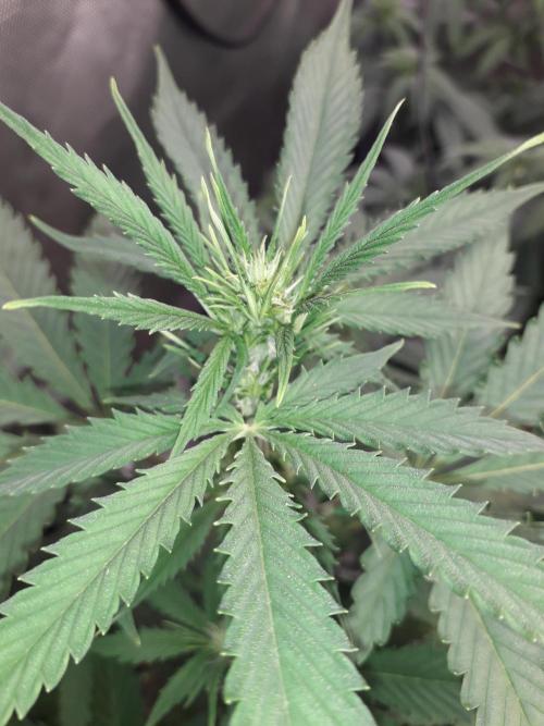 First Indoor Grow. Week 7 - Auto Ultimate