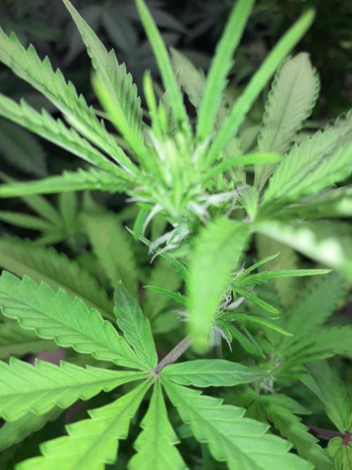 First Indoor Grow. Week 7 - Auto Ultimate