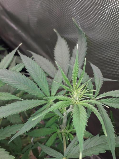 First Indoor Grow. Week 7 - Auto Ultimate