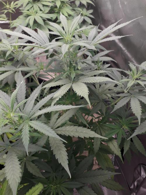 First Indoor Grow. Week 7 - Auto Lemon Kix