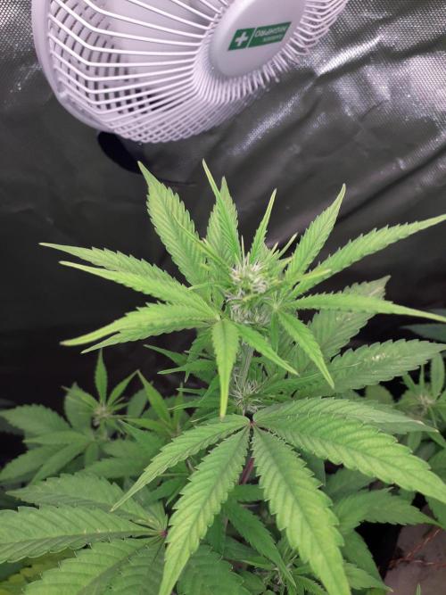 First Indoor Grow. Week 7 - Auto Ultimate