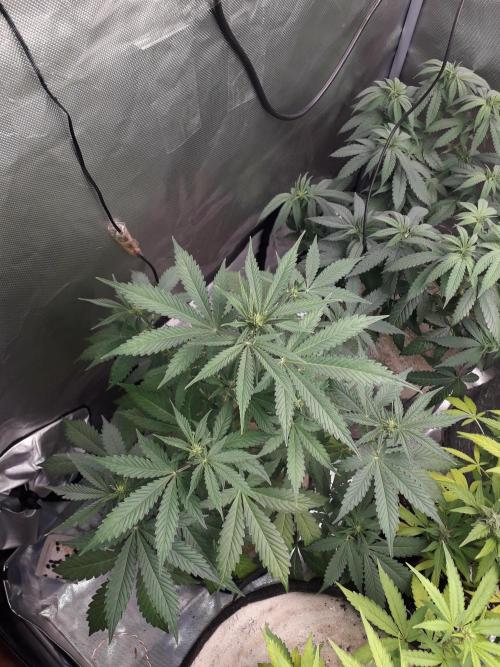 First Indoor Grow. Week 7 - Auto Ultimate